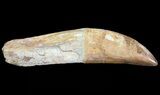 Rooted Carcharodontosaurus Tooth #71086-3